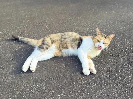 舌を出す三毛猫 猫,ネコ,のらねこの写真素材