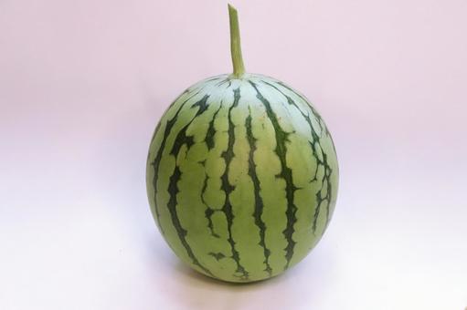 小玉スイカ収穫 野菜,食べ物,スイカの写真素材