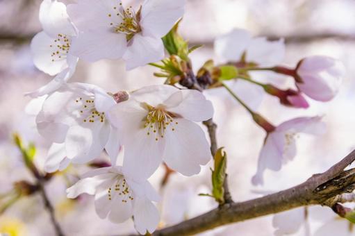 桜 桜の写真