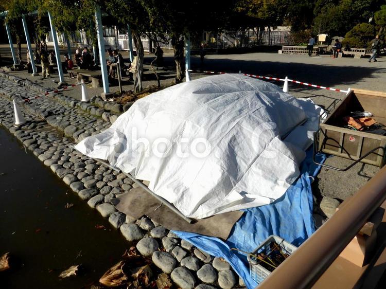 鶴岡八幡宮・刈り取ったハス置き場 鶴岡八幡宮,源氏池,源平池の写真素材