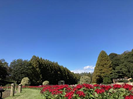 公園 公園の写真