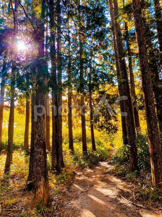 木漏れ日　大和葛城山 木漏れ日,木洩れ日,こもれびの写真素材