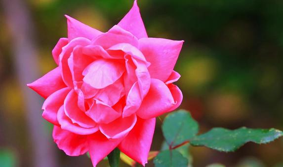 ピンクのバラの花 ピンクのバラの花の写真