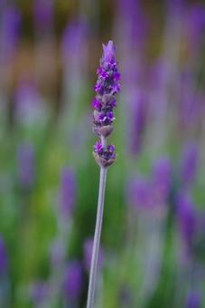 ラベンダー　ハーブ　紫の花の写真