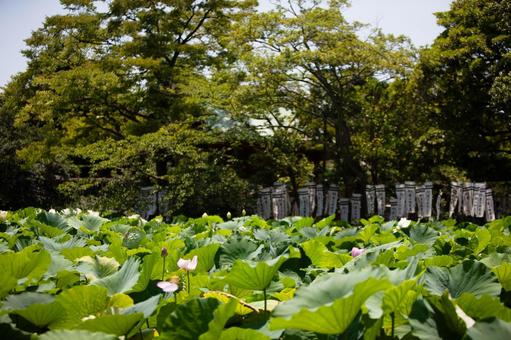 鶴岡八幡宮の蓮 鎌倉,鶴岡八幡宮,源平池の写真素材