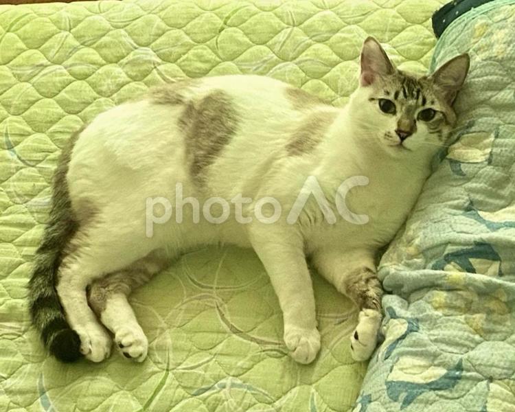 朝方の微睡みシャム系猫さん 猫,朝,シャムトラの写真素材