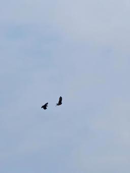 もやのかかった空を飛ぶ2羽の鳥 もやのかかった空を飛ぶ2羽の鳥の写真