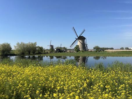 キンデルダイク＝エルスハウトの風車網 キンデルダイク,風車,オランダの写真素材