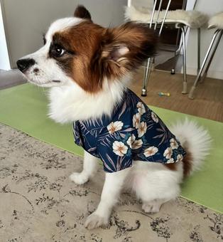 ハワイアン犬 ハワイアン犬 パピヨン,papillon,犬の写真素材