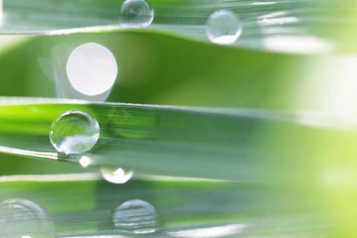 葉と水滴の写真