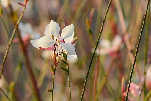 秋のガウラ（ハクチョウソウ） ガウラ,花,ハクチョウソウの写真素材