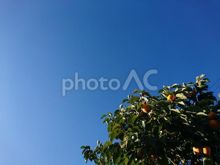 空と柿の木 柿の木,青空,秋の写真素材