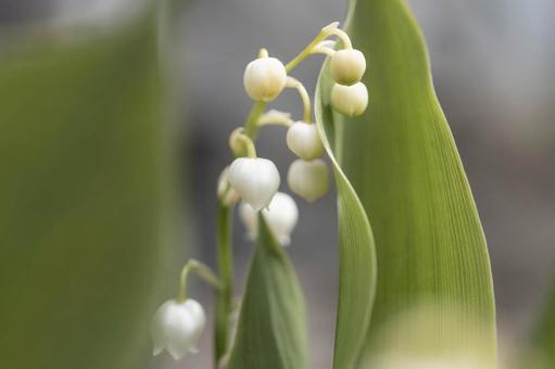 自宅のスズラン 自宅のスズラン スズラン,可愛い,花の写真素材