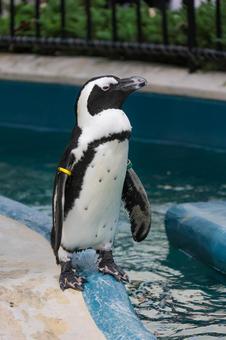 ケープペンギン ケープペンギンの写真