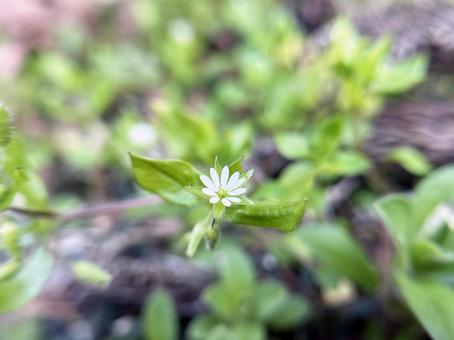自生するハコベの花のクローズアップ 自生するハコベの花のクローズアップの写真