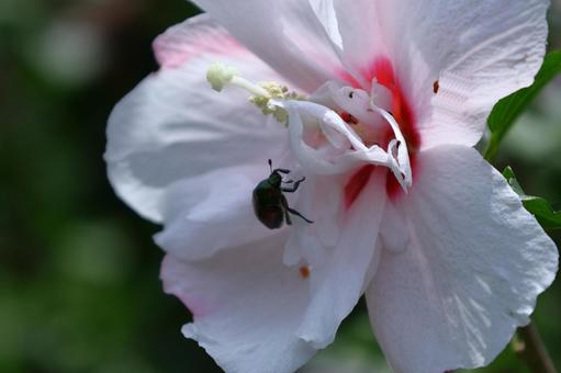 夏の茶室を彩る 夏の茶室を彩るの写真