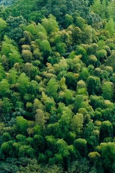 竹林の緑 竹林の緑 竹林,緑,自然の写真素材