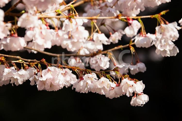 公園の桜(42) 花,サクラ,さくらの写真素材