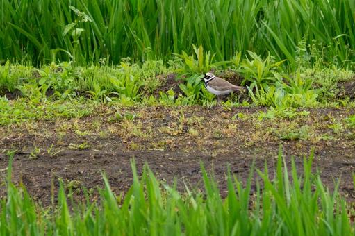 Photo, bird, little ringed plover, summer bird, 