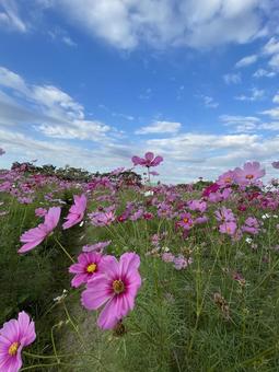 コスモス乱舞 コスモス乱舞 コスモス,自然,晴れの写真素材