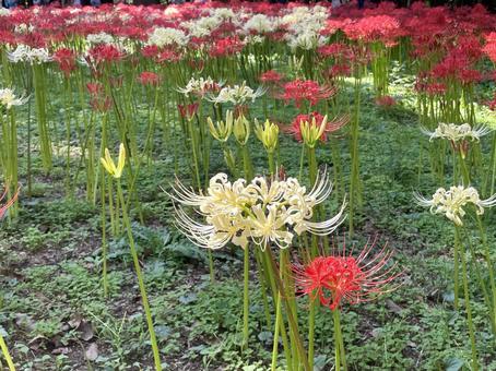 紅白のヒガンバナ(彼岸花) 紅白のヒガンバナ(彼岸花) ヒガンバナ,秋,9月の写真素材
