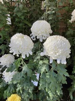 菊の花 菊,花,白の写真素材