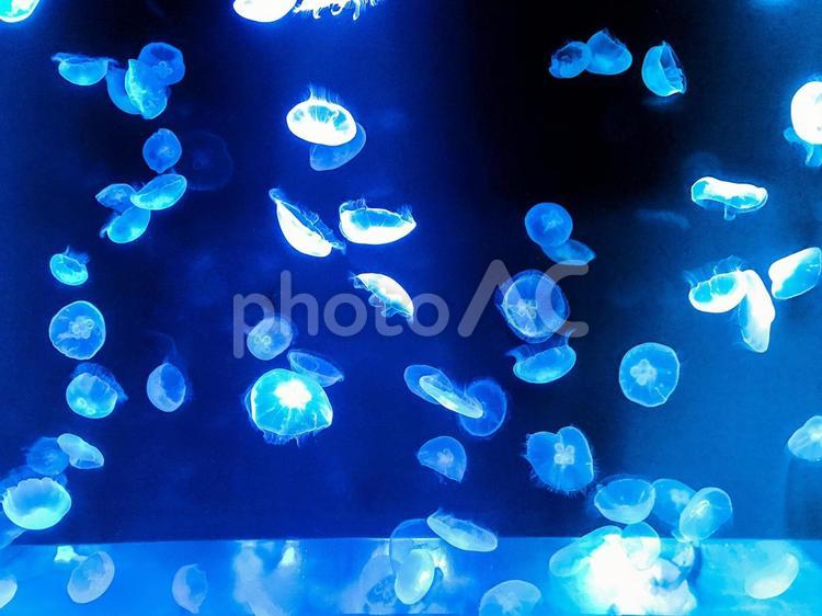 海月の群れ クラゲ,くらげ,幻想的の写真素材