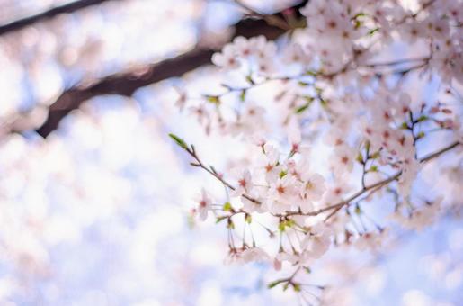 桜 桜の写真