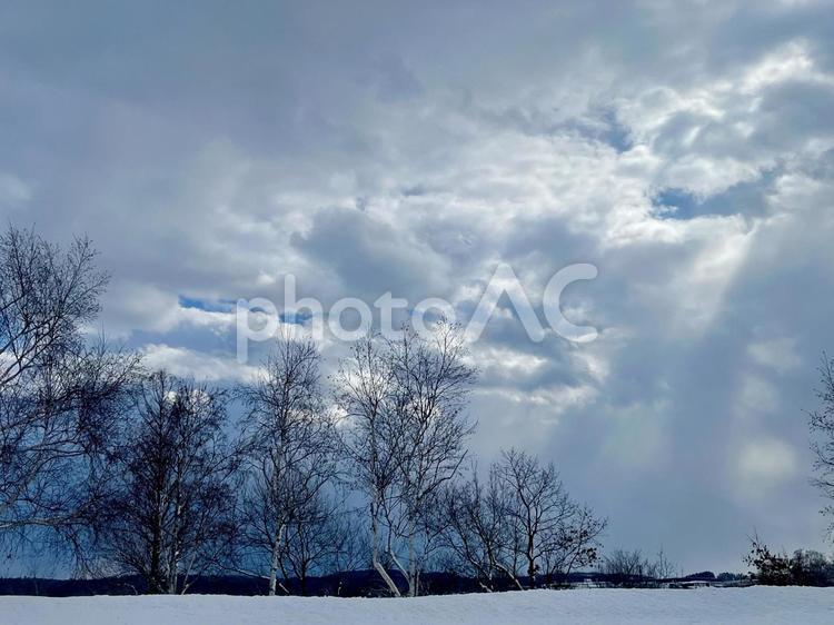 冬の雲と木々の風景 冬の風景,冬,雲の写真素材