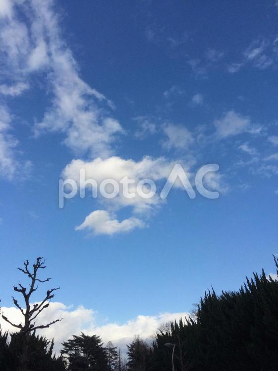 空と木々 冬,夏,天気の写真素材