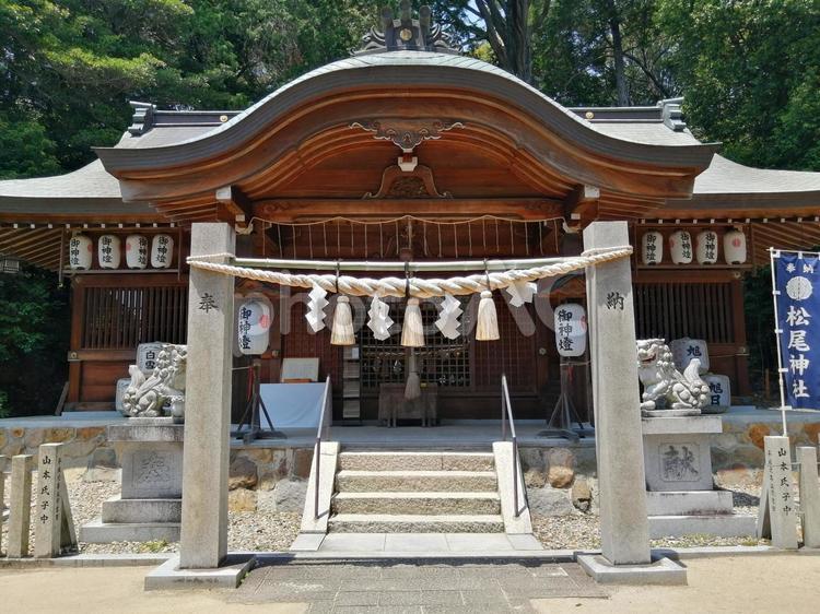 松尾神社　拝殿 松尾神社,拝殿,しめ縄の写真素材
