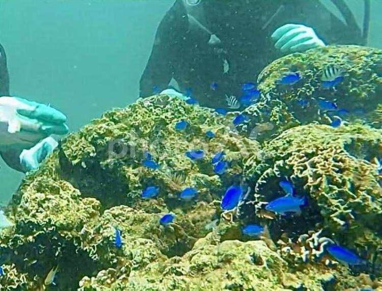 沖縄旅行　ダイビング体験 海,魚の群れ,ブルーの写真素材