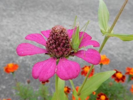 【花の写真】 ヒャクニチソウ（百日草）の写真