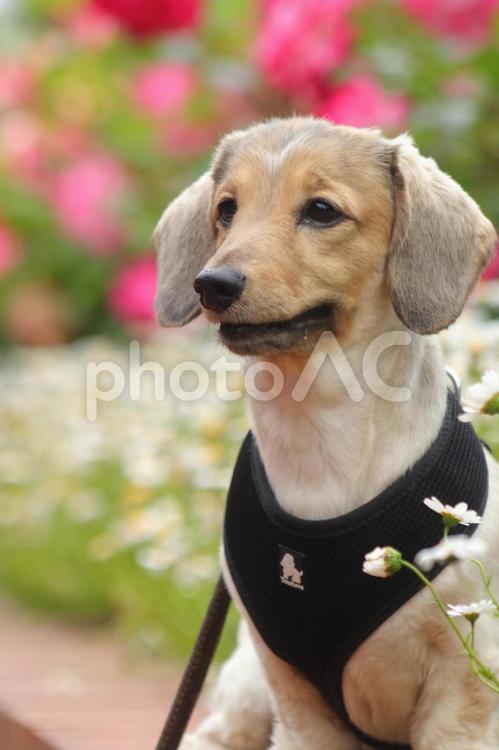 花と犬　横顔 犬,ダックス,ダックスフンドの写真素材