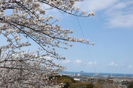 高塔山公園 桜 高塔山公園 桜の写真
