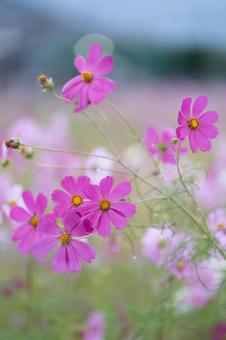 雨の日のコスモス００５ コスモス,雨,畑の写真素材
