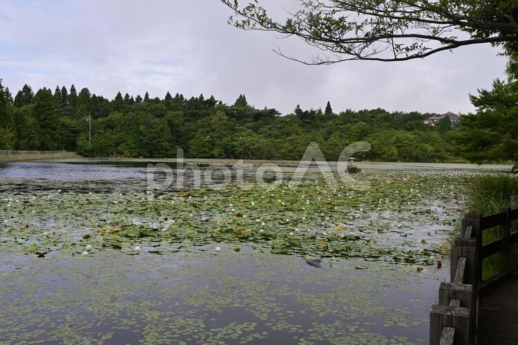 氷池(野呂山）の景色 氷池,蓮の花,野呂山の写真素材