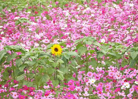 Sunflowers blooming in a cosmos field, JPG