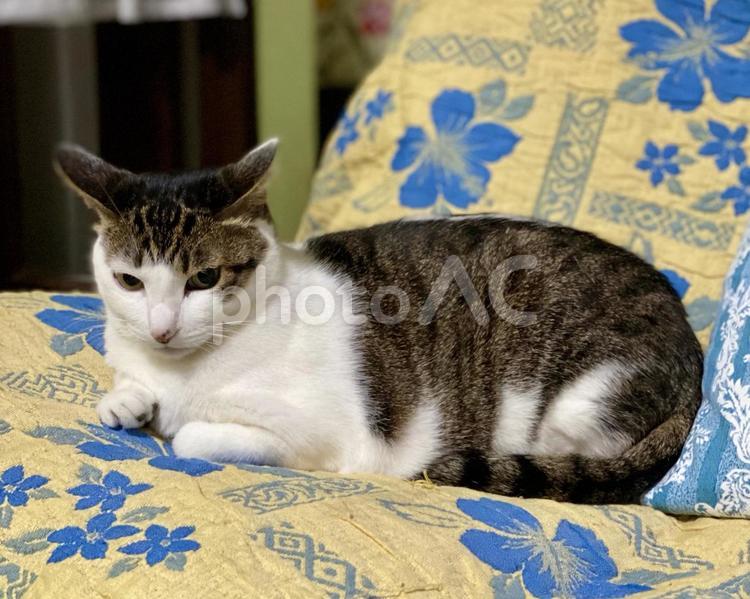 イカ耳のキジ白猫様 猫,キジ白,イカ耳の写真素材