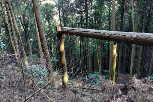折れた木② 折れた木②の写真