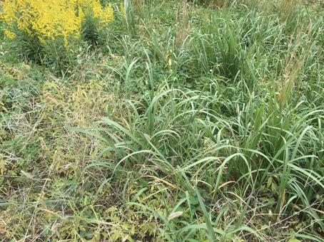 雑草 雑草,草,伸びるの写真素材