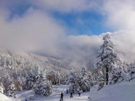 志賀高原樹氷 志賀高原樹氷 志賀高原,樹氷,冬の写真素材