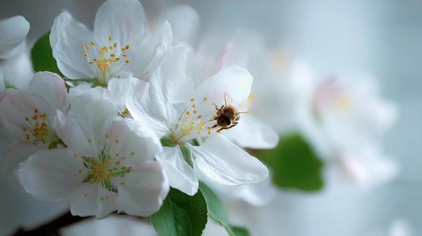 白いリンゴの花にとまるミツバチ 白いリンゴの花にとまるミツバチの写真