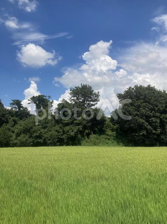 信州の夏の入道雲と水田 入道雲,積乱雲,空の写真素材