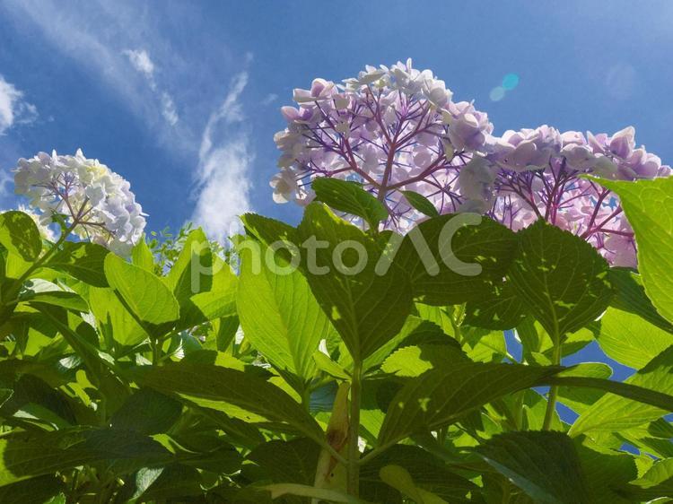 紫のあじさいのあおり撮影 紫陽花,アジサイ,青空背景の写真素材