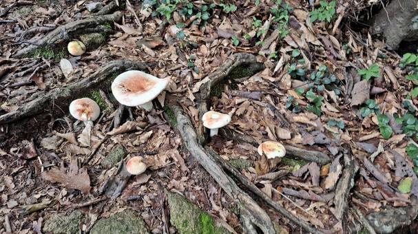 登山道脇のきのこ 登山道脇のきのこ キノコ,茸,毒キノコの写真素材