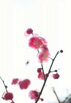 日にかざされる梅の花 自然,屋外で,晴れの写真素材