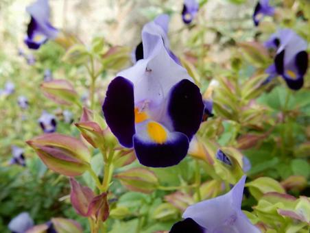 【花の写真】トレニア トレニア,花瓜草,紫の写真素材