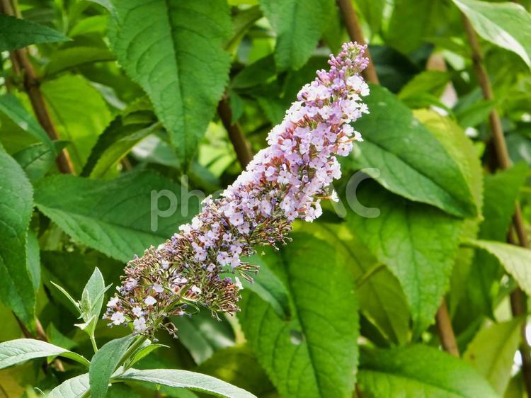 フサフジウツギの花 フサフジウツギ,花,夏の写真素材