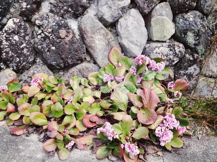 石垣とヒマラヤユキノシタ ガーデニング,グラデーション,ヒマラヤユキノシタの写真素材